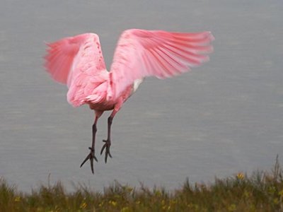 Roseate Spoonbill Taking Wing 31568