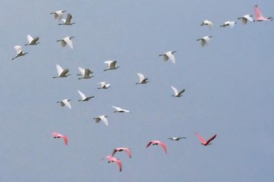 Egrets & Spoonbills In Flight 31919