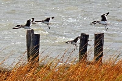 Willets In Flight 31172