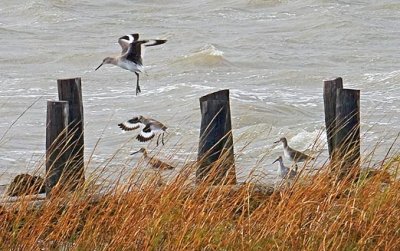 Willets On A Breakwater 31173