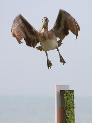 Pelican Taking Flight 32504