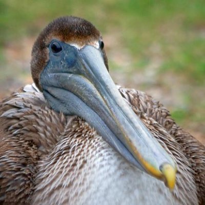 Pelican Closeup 32587