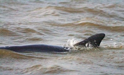 Dolphin In The Lake 32840