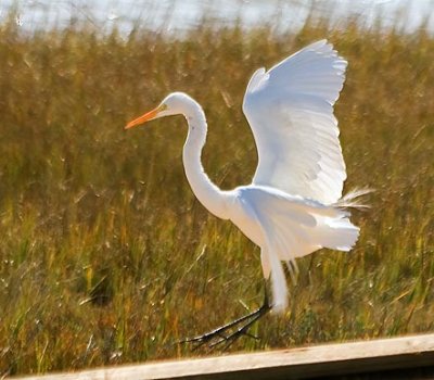 Egret Landing 32234