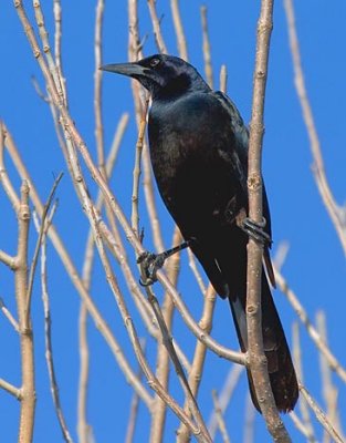 Grackle In A Tree 33436