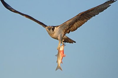 Osprey With Catch 34048