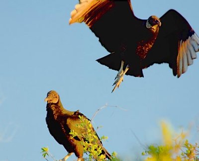 Black Vulture Taking Wing 34016