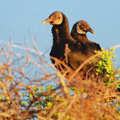 Black Vultures In A Treetop 34015