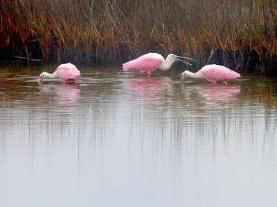 Roseate Spoonbills 20090104