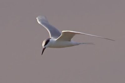 Tern Hovering 34263