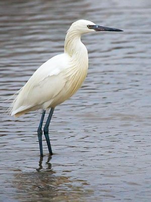 White Morph Reddish Egret 34346