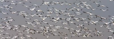 Snow Geese Flyout 34384