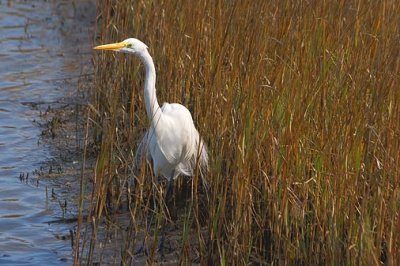 Egret In The Grass 33402