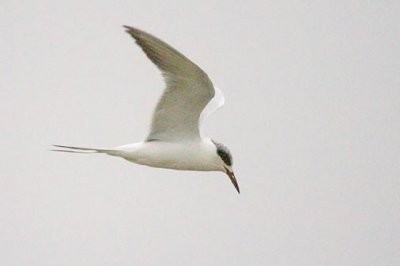 Tern In Foggy Flight 33483