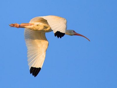White Ibis In Sunrise Flight 34603