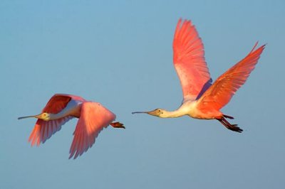 Roseate Spoonbills In Flight 34882