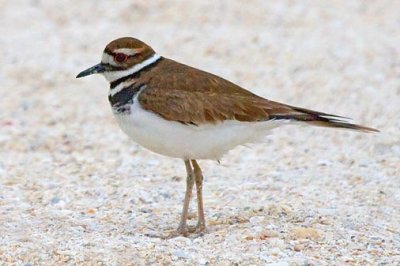 Killdeer 34357