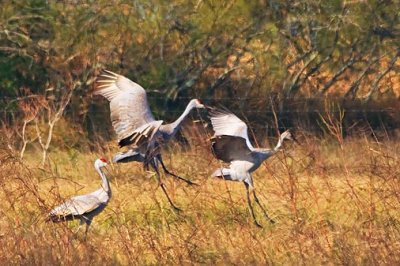 Cranes of Texas