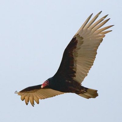 Turkey Vulture In Flight 35312