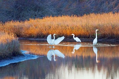 Egret Convention 20090112