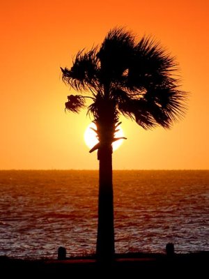 A Palm In The Sun 20090113