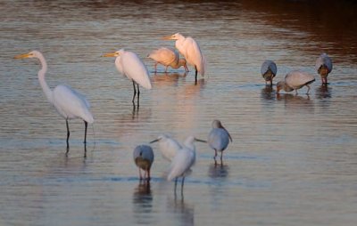 Sunstruck Egret At Daybreak 35913