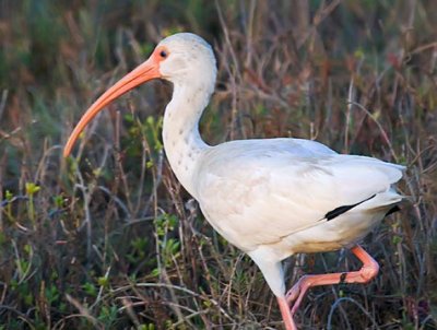 White Ibis 36244