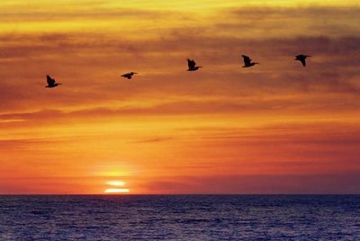 White Pelicans In Sunrise 36225