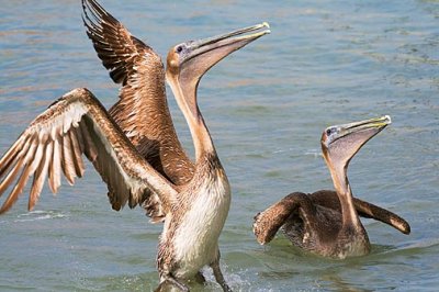 Stretching Pelican 36788