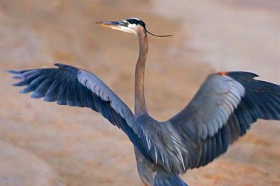 Heron On The Beach 36926