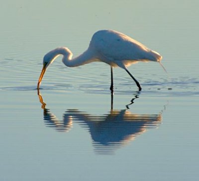 Egret With Catch 37269