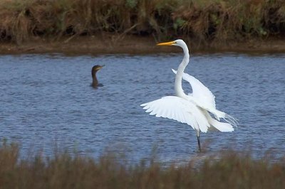 Great Egret Landing 35306