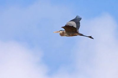 High-Flying Heron 20090126