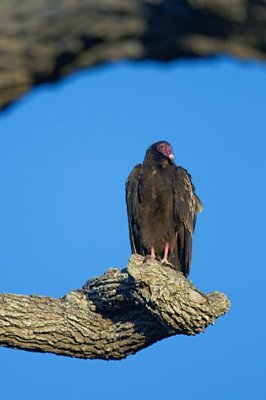 Roosting Vulture 20090131