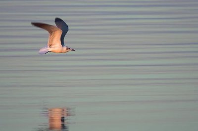 Gull Flying At Sunrise 38667
