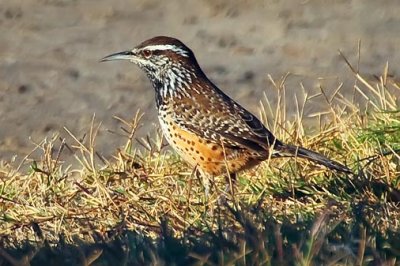 Cactus Wren 39272