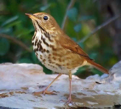 Hermit Thrush 39407