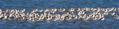 Large Flock Of Avocets 40709