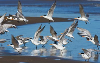 Tern Takeoff 41457