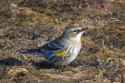 Yellow-rumped Warbler 40614