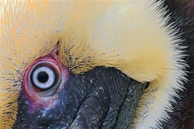 Pelican Eye 42018