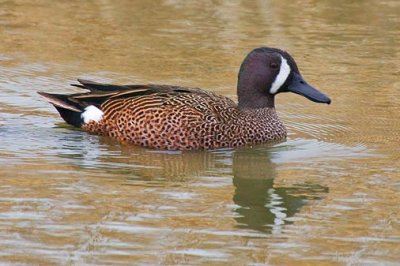 Blue-winged Teal 41972