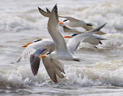Royal Terns In Flight 41933A