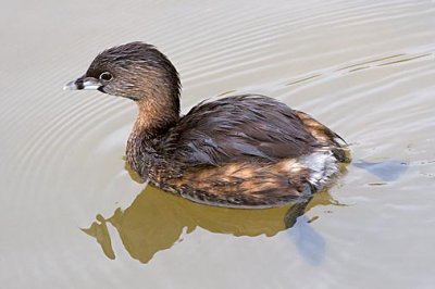 Pied-billed Grebe 20090216