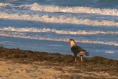 Caracara On The Beach 42865