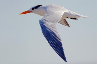 Royal Tern In Flight 89420