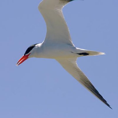 Tern In Flight 43198