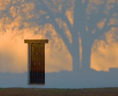 Shadow Tree 20090301