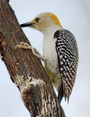 Golden-fronted Woodpecker 44367