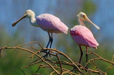 Two Spoonbills Atop A Tree 45090